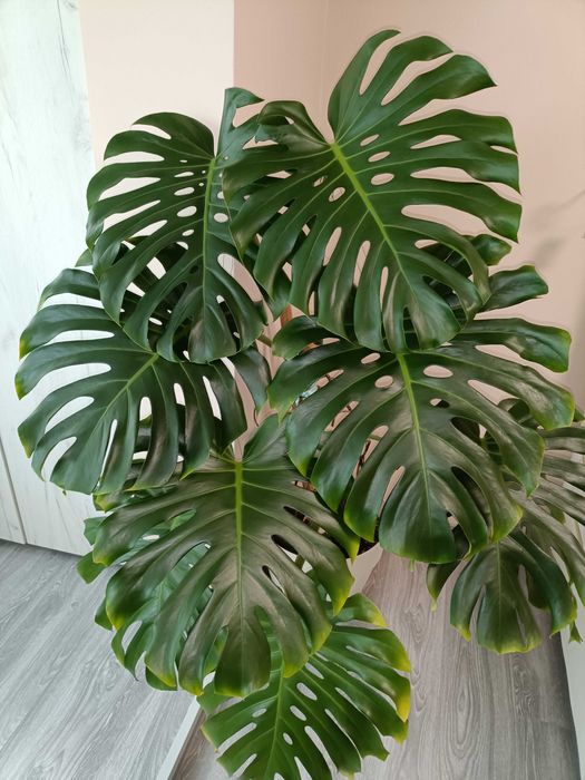 Kroton, filodendron, ficus peste 1 m înălțime