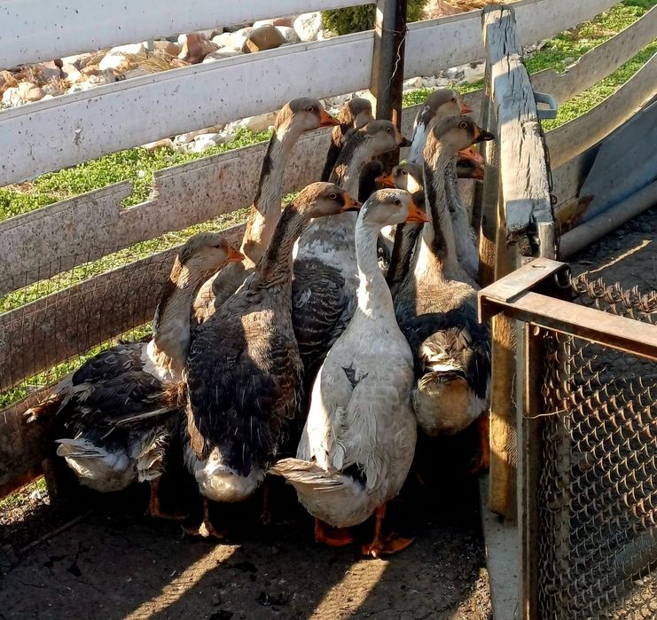 Гуси восьмимесячные