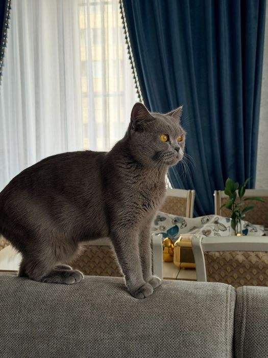 Отдам даром кошку