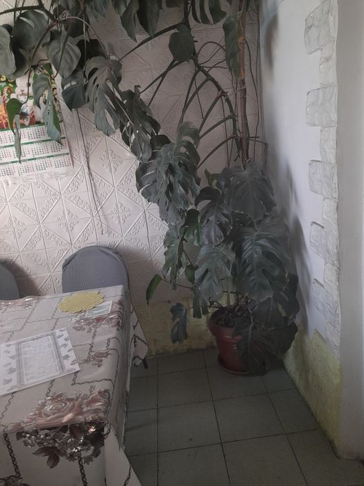 Монстера домашний цветок