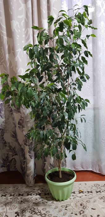 Продам цветы комнатные