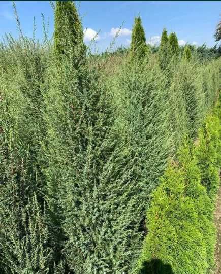 Plante Ornamentale pentru Design Peisagistic Profesional