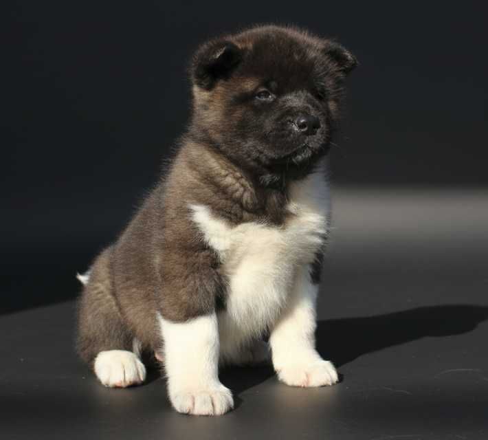 Щенок американской акиты, девочка