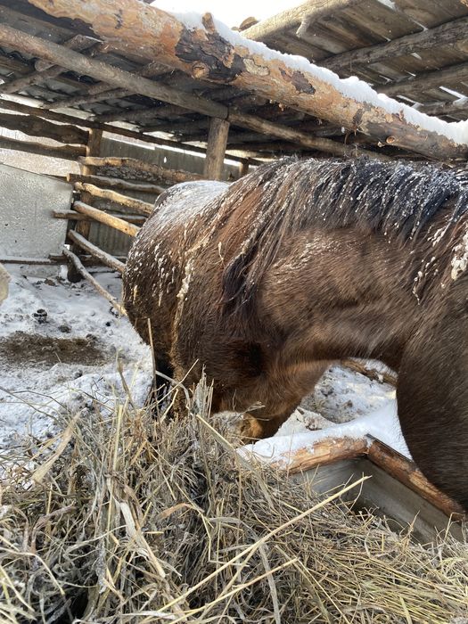 Продам кобылу откормленную