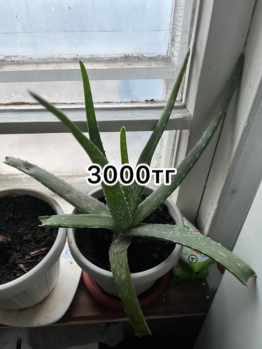 Продам цветы …….