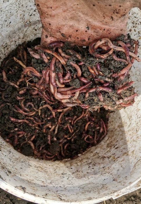 Rame roșii de balegar,Negre Șerpești,Neagra Tulcea,Lipitori apa