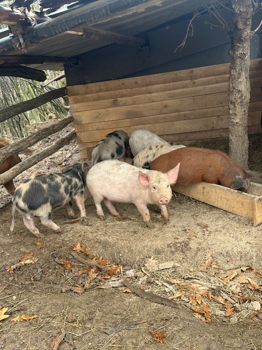 Продавам прасета