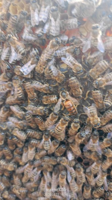 Соглом асаласри оиласи сотилади