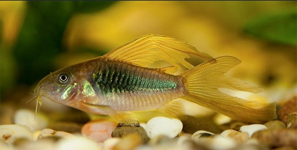 Рыбки для аквариюма