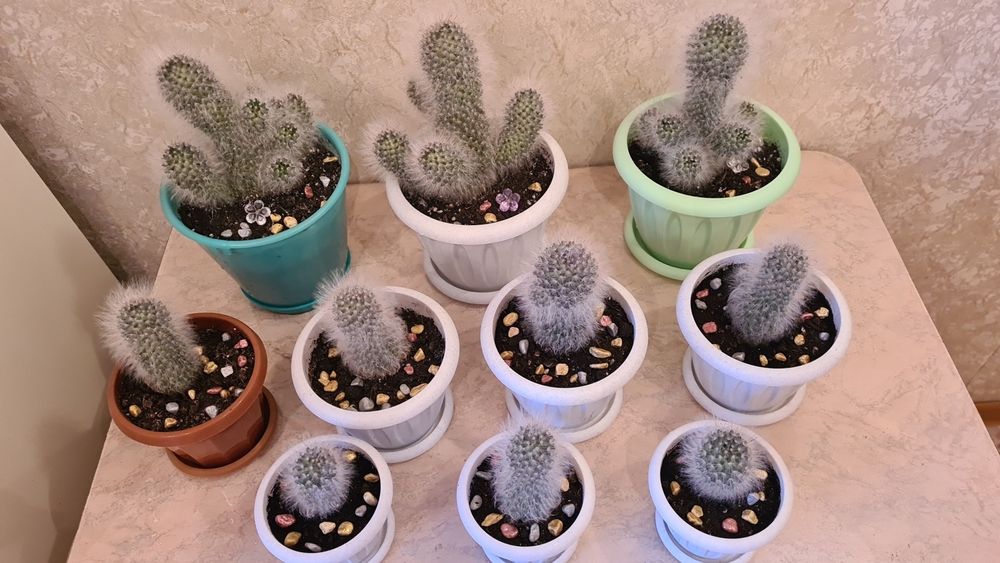 Цветы для офиса и дома