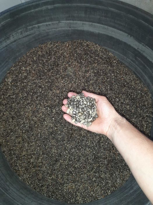 Ulei de ricin presat la rece