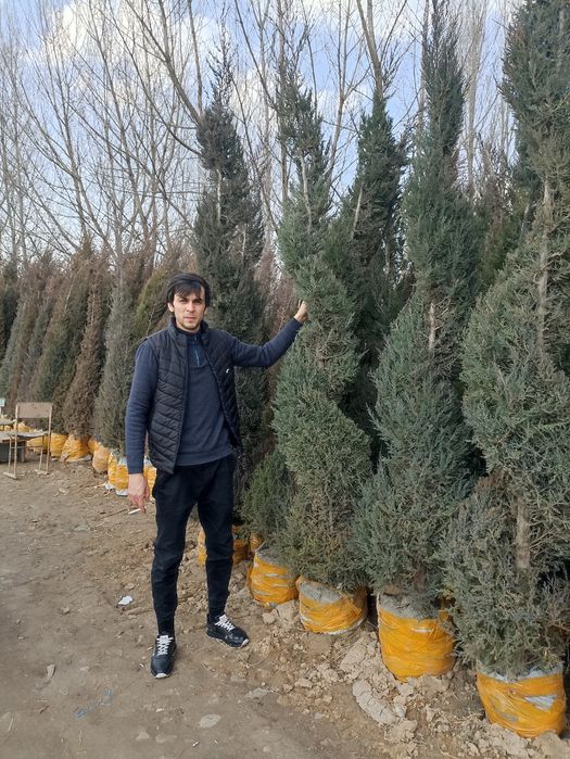 Gazon Archa Gullar Landshaft Dizayn