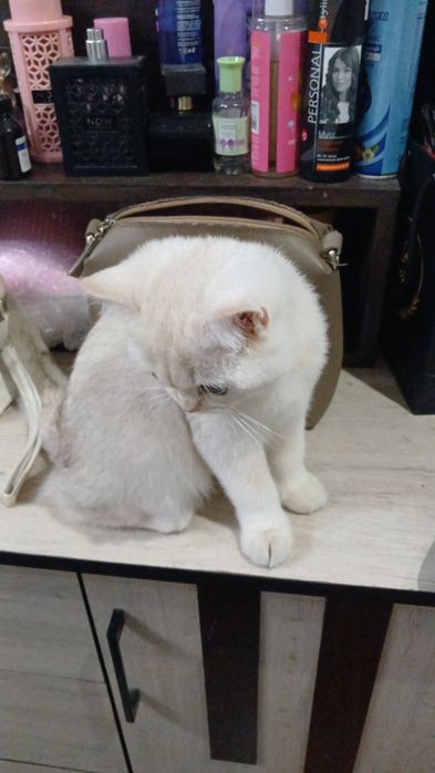 Шиншилла девочка