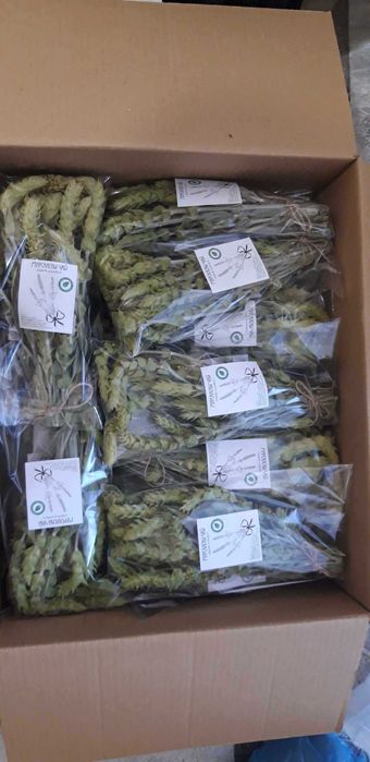 Мурсалски чай. Sideritis scardica