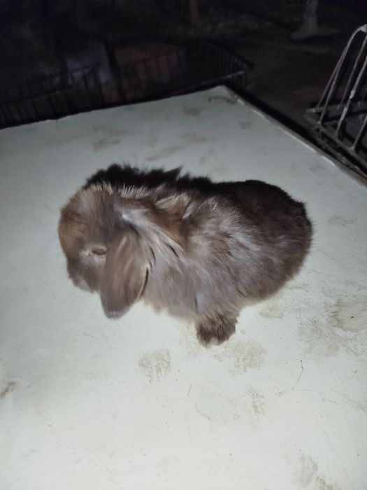 Quyonlar karlik baran