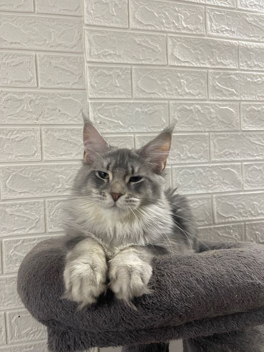 Maine Coon cu părinții campion