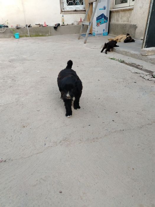 Щенки  бесплатно