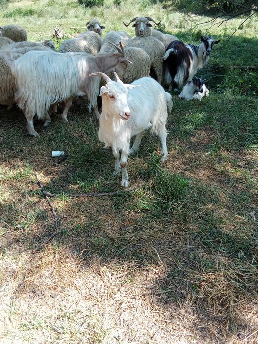 In căutarea de gospodărire nouă