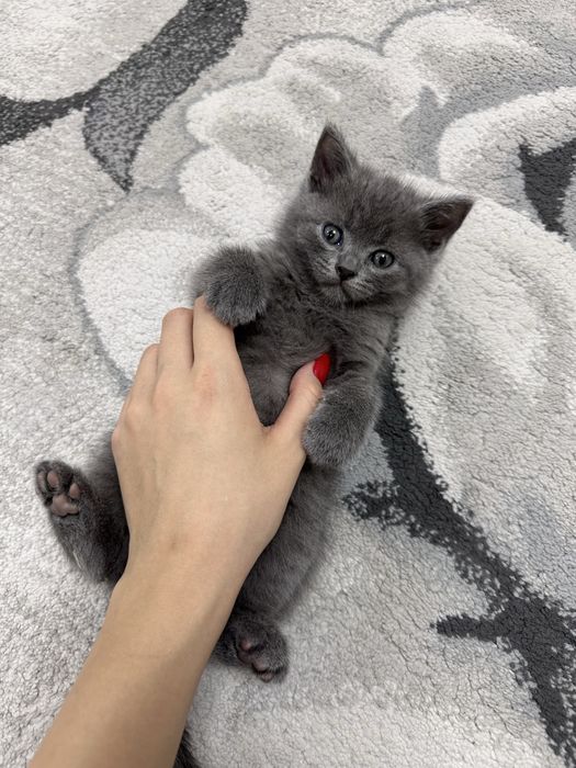 Продаются котята
