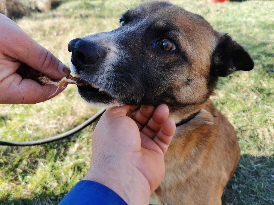 Bowie – câine blând și cuminte își caută familie