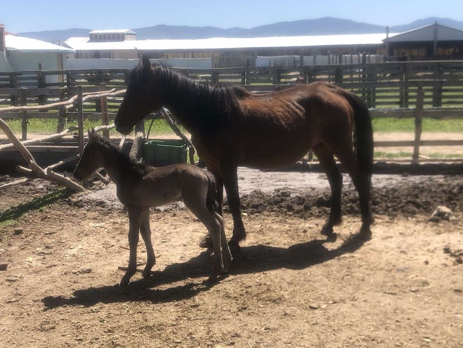 Кобили с кончета