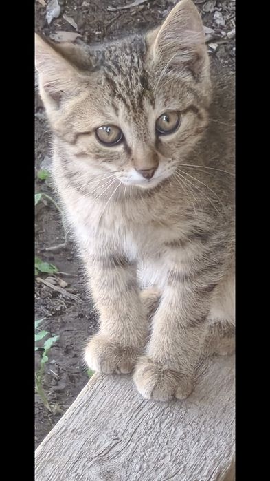 Котят в хорошие руки