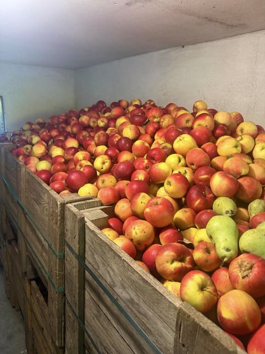 Mere Ionatan de vânzare – 1,5 lei/kg