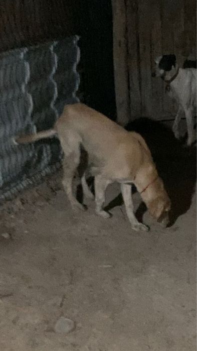 Тазы кушык сатылады