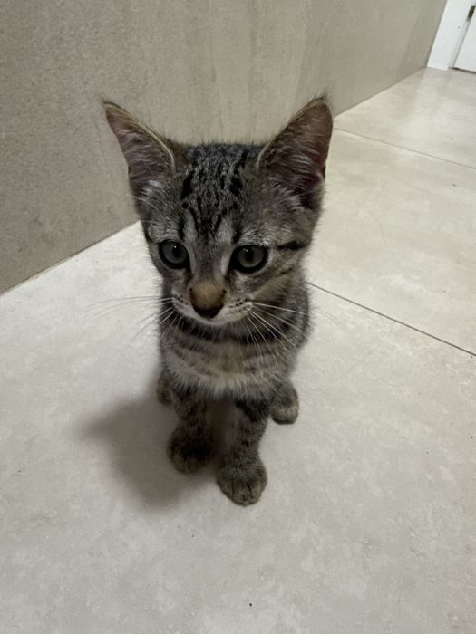 URGENT: 3 suflete au nevoie de o șansă