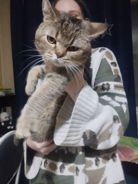 Молодой котик ждёт подругу.