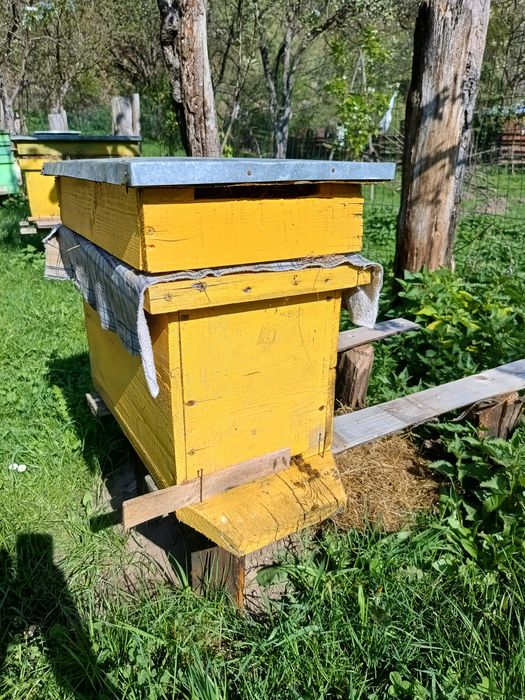 Vând stupi cu tot cu familie de albine