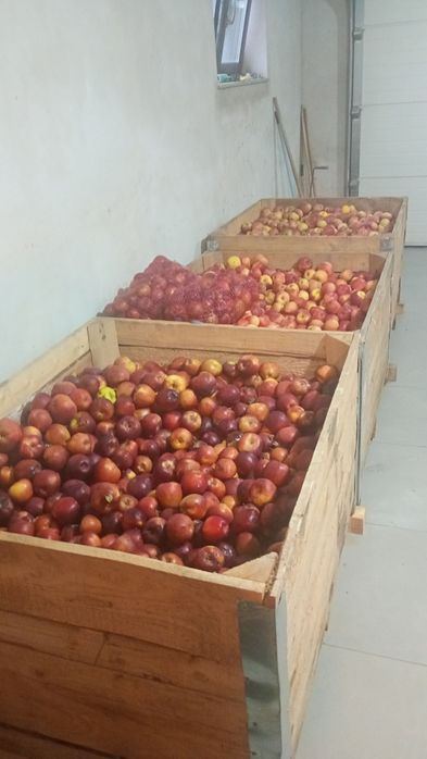 Mere de vânzare Cajvana