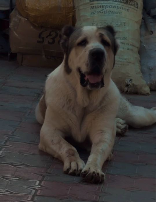 Срочно продаю сабаку Алабай