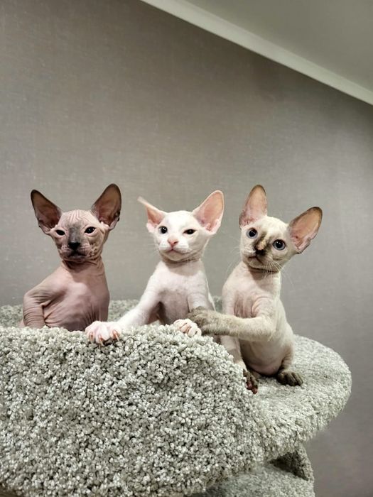 Донские Сфинксы.