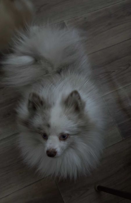 Немецкий шпиц кобель