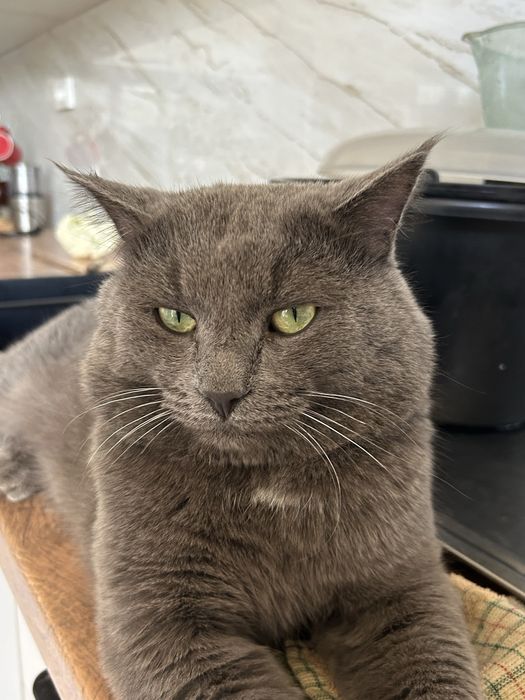 Пропал кот! Вознаграждение