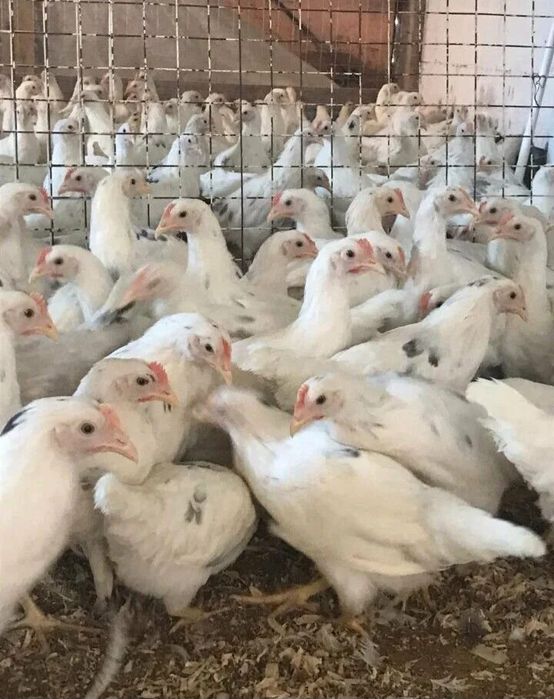 Несушки 4.5месяца породы коралл