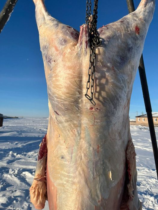 Жабағы Жабағы бармақ қазы соғым.