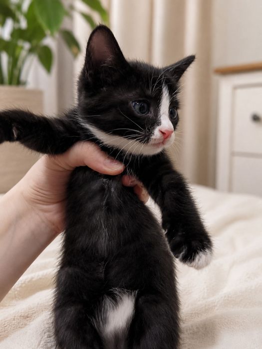 Котенок 1,5 месяца