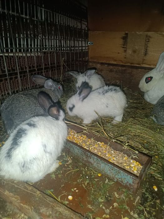 Vând iepurași sănatosi