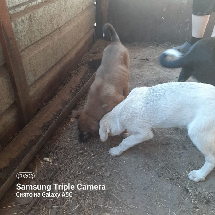 Отдам щенков звоночки