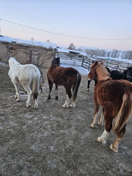 Продам жеребчиков