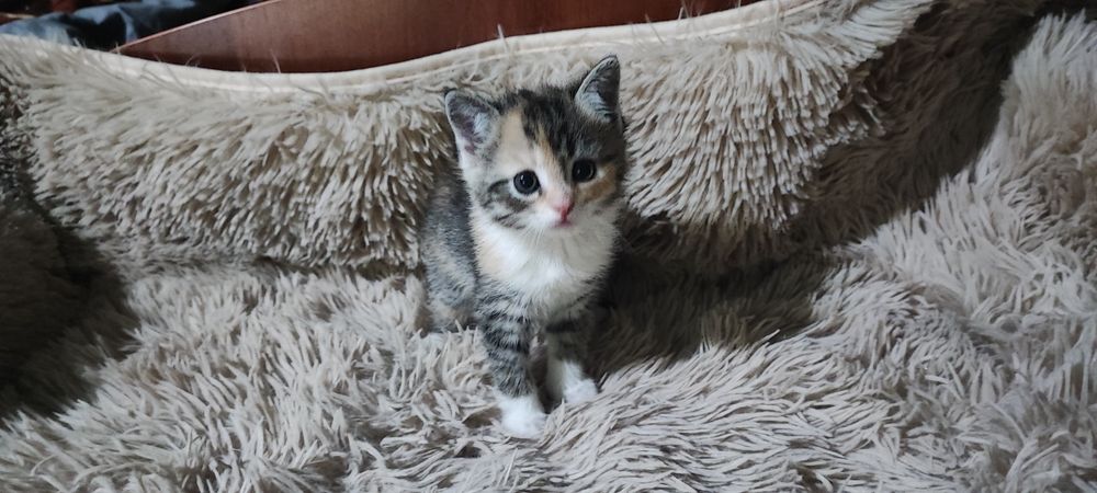 Продаются милые, ласковые котятки.