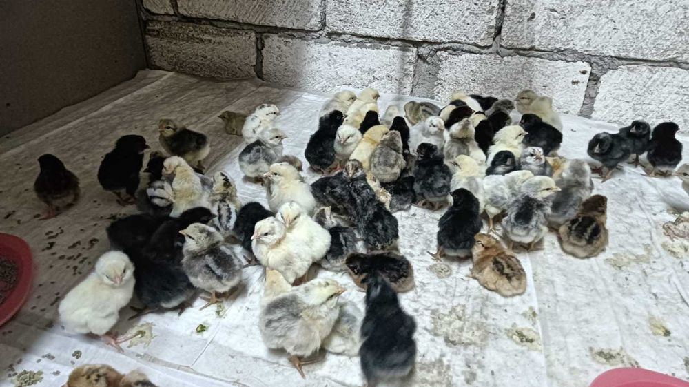 Продам цыплят, цыплятам 3 дня (11.05)