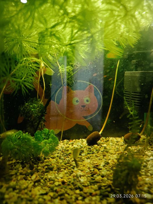 Аквариум в комплекте