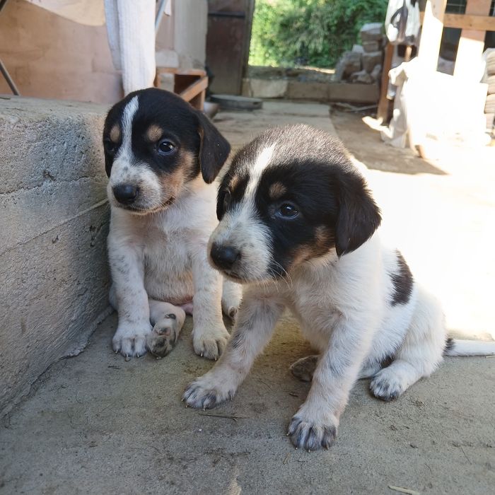 10 cățeluși drăgălași și jucăuși își caută famile.Au 4 săptămâni, provin din rasa Copoi Ardelenesc. Menționez că cățeluși nu sunt rasă pură.Adoptie!