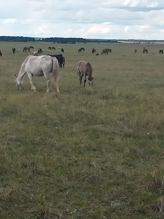 Продам кабылу с жеребенком