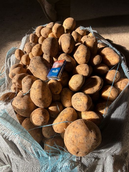 Картошка оптом от 20 тонн