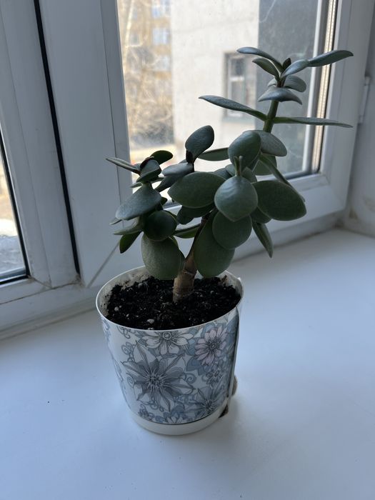 Денежное дерево толстянка продам