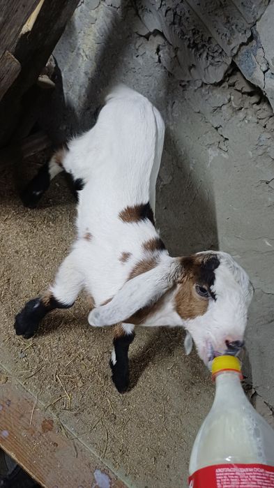 Продам козлика.  Нуб-битал